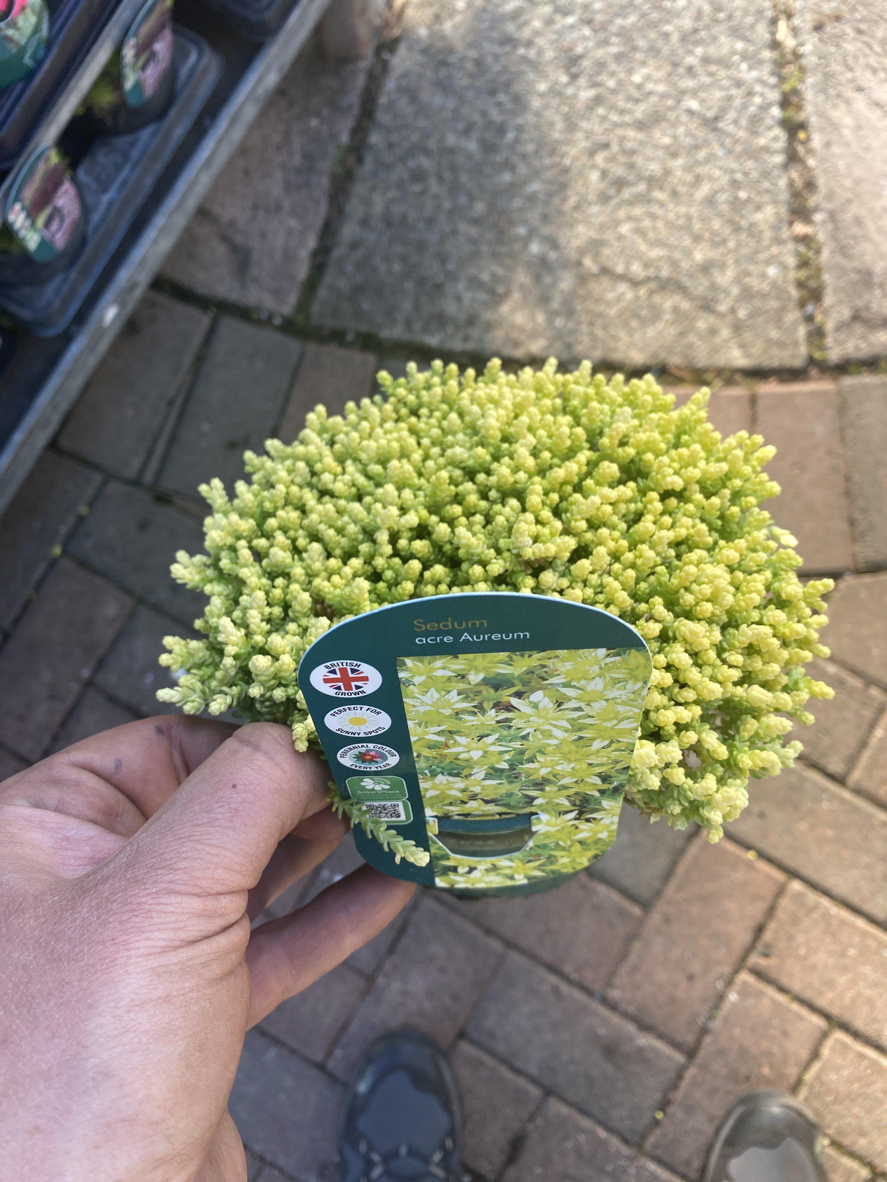 Sedum acre Aureum