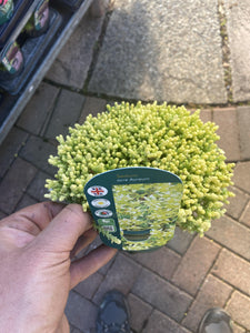 Sedum acre Aureum