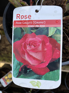 Rose “Rose Gaujard”