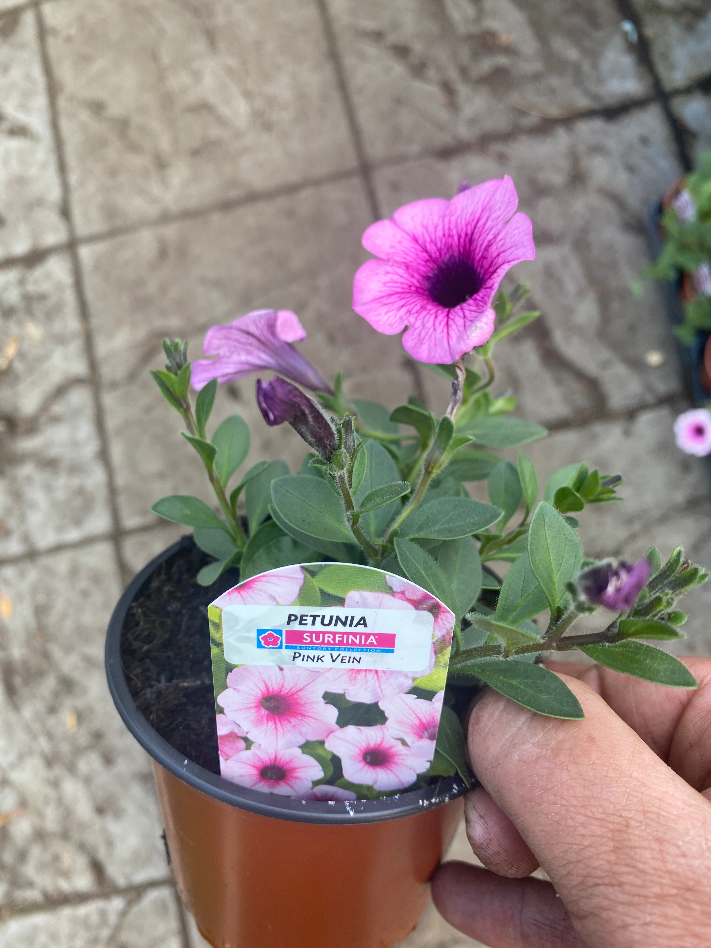 Trailing Petunia - Pink Vein