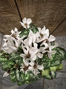 White Indoor Cyclamen Plant - Small