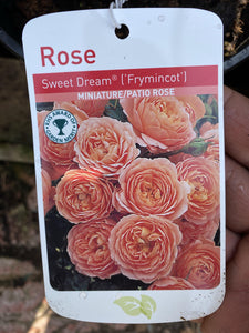 Rose “Sweet Dream”