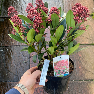 Skimmia Rubella