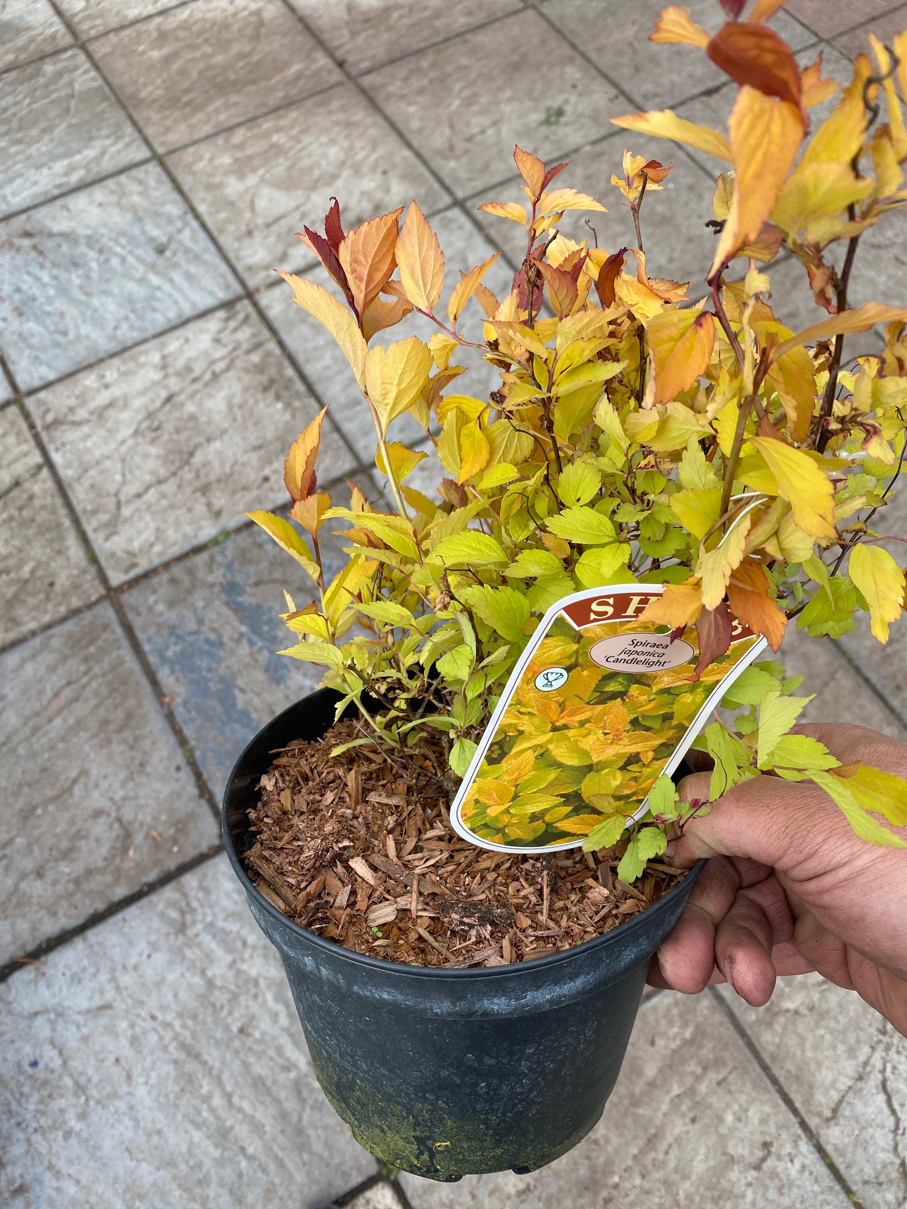 Spiraea Candlelight