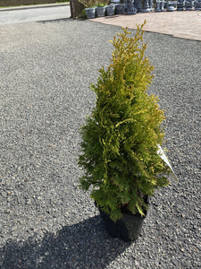 Thuja Jantar