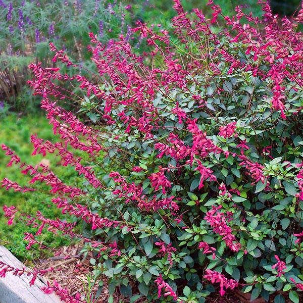 Salvia Wendy’s Wish