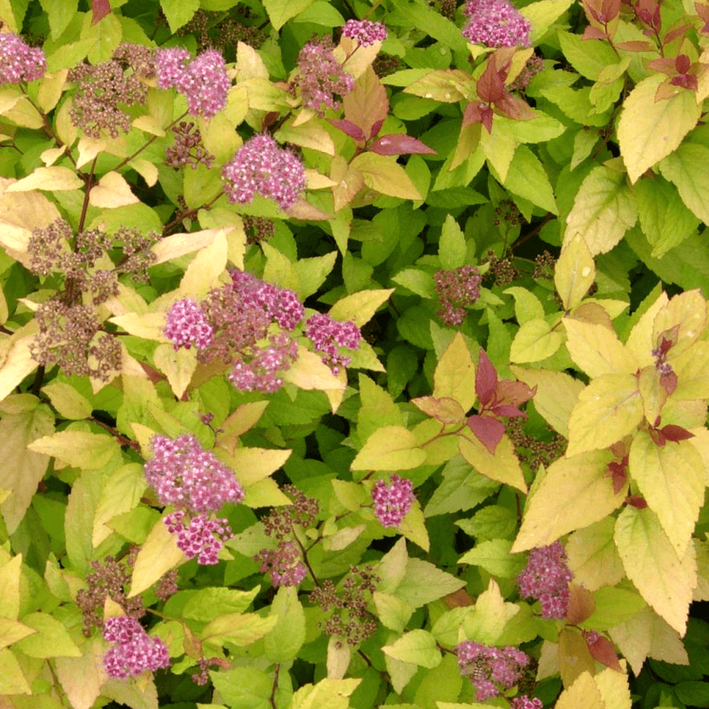 Spiraea Firelight