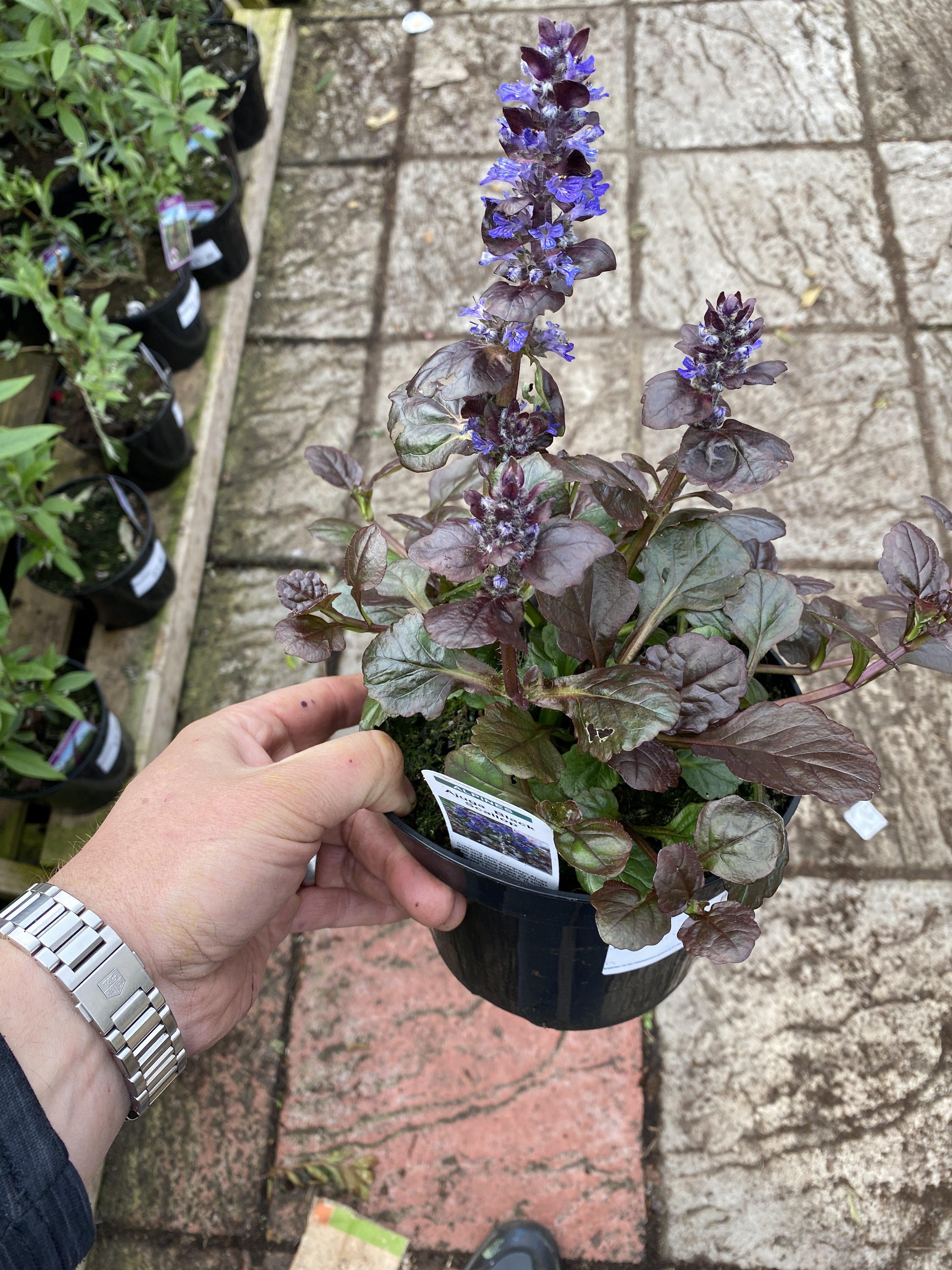 Ajuga Black Scallop