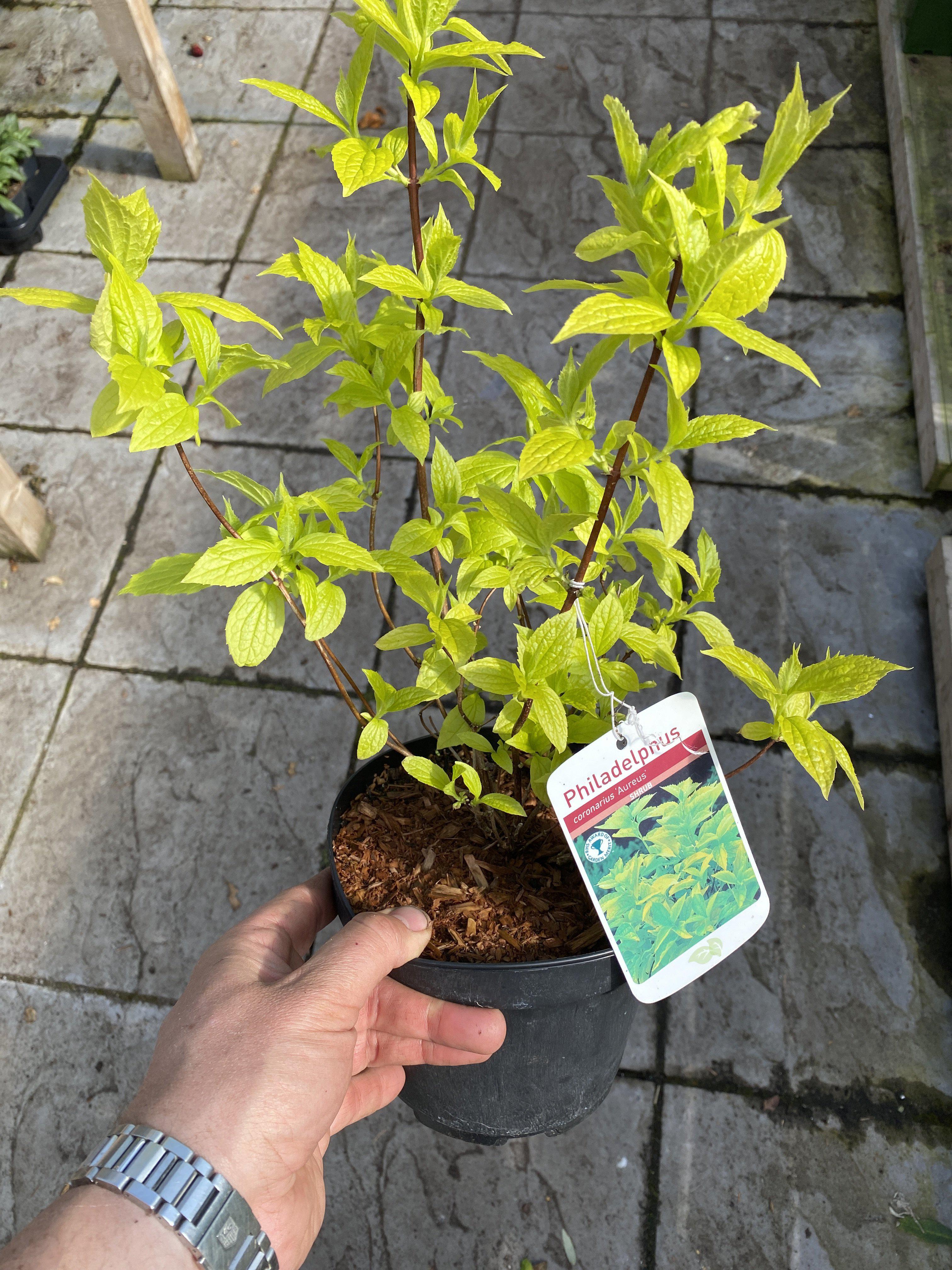 Philadelphus Aureus