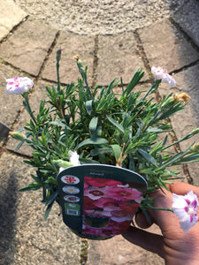 Dianthus Mixed