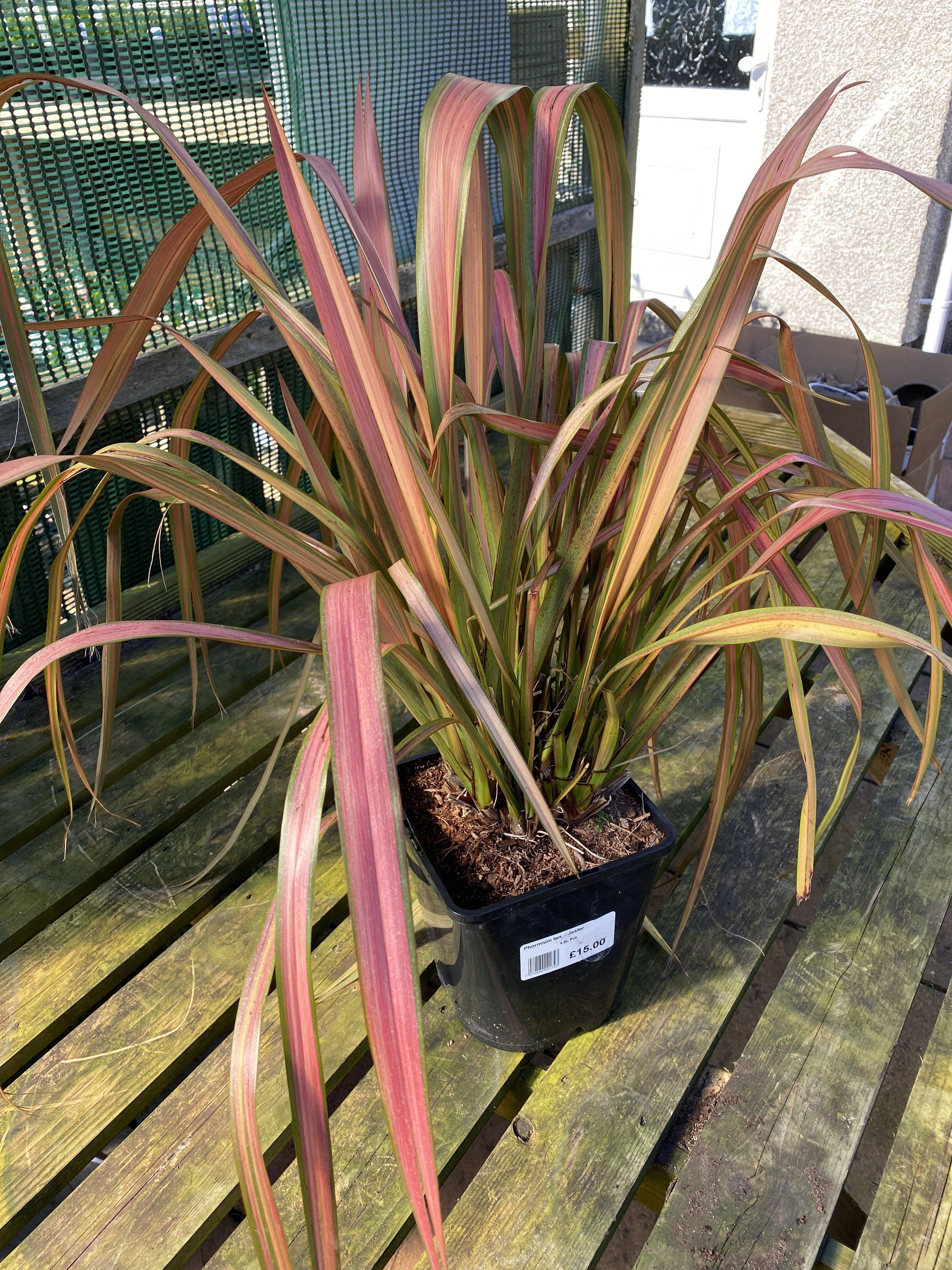 Formium Jester Phormium Jester – Bespoke Blooms By Maybury