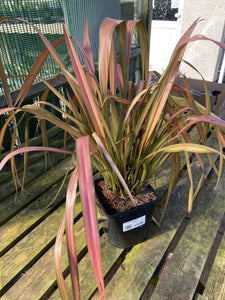 Phormium Jester