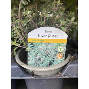 Thyme Silver Queen