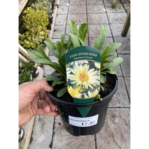 Leucanthemum Banana Cream