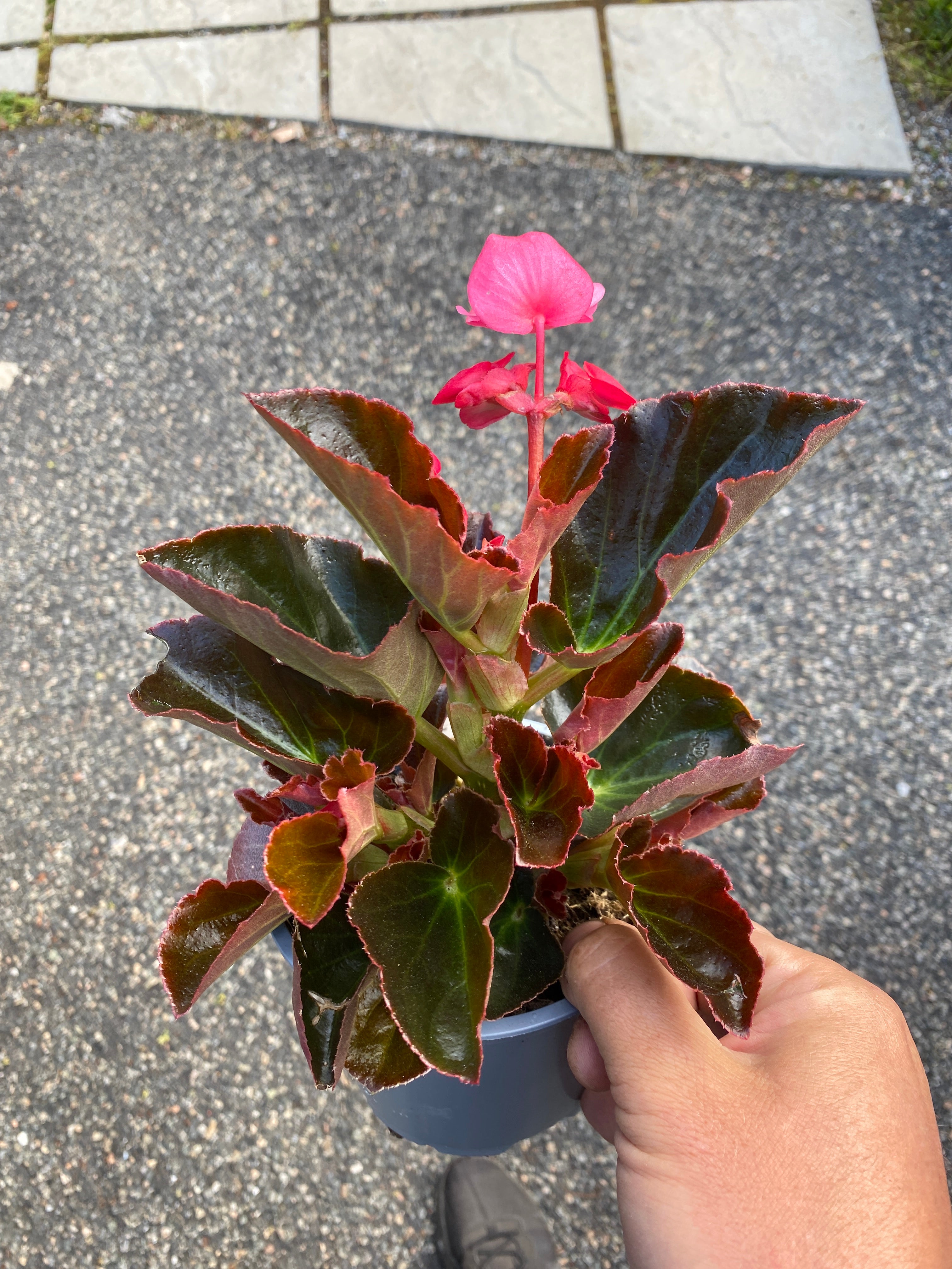 Begonia Semps - Red - Large