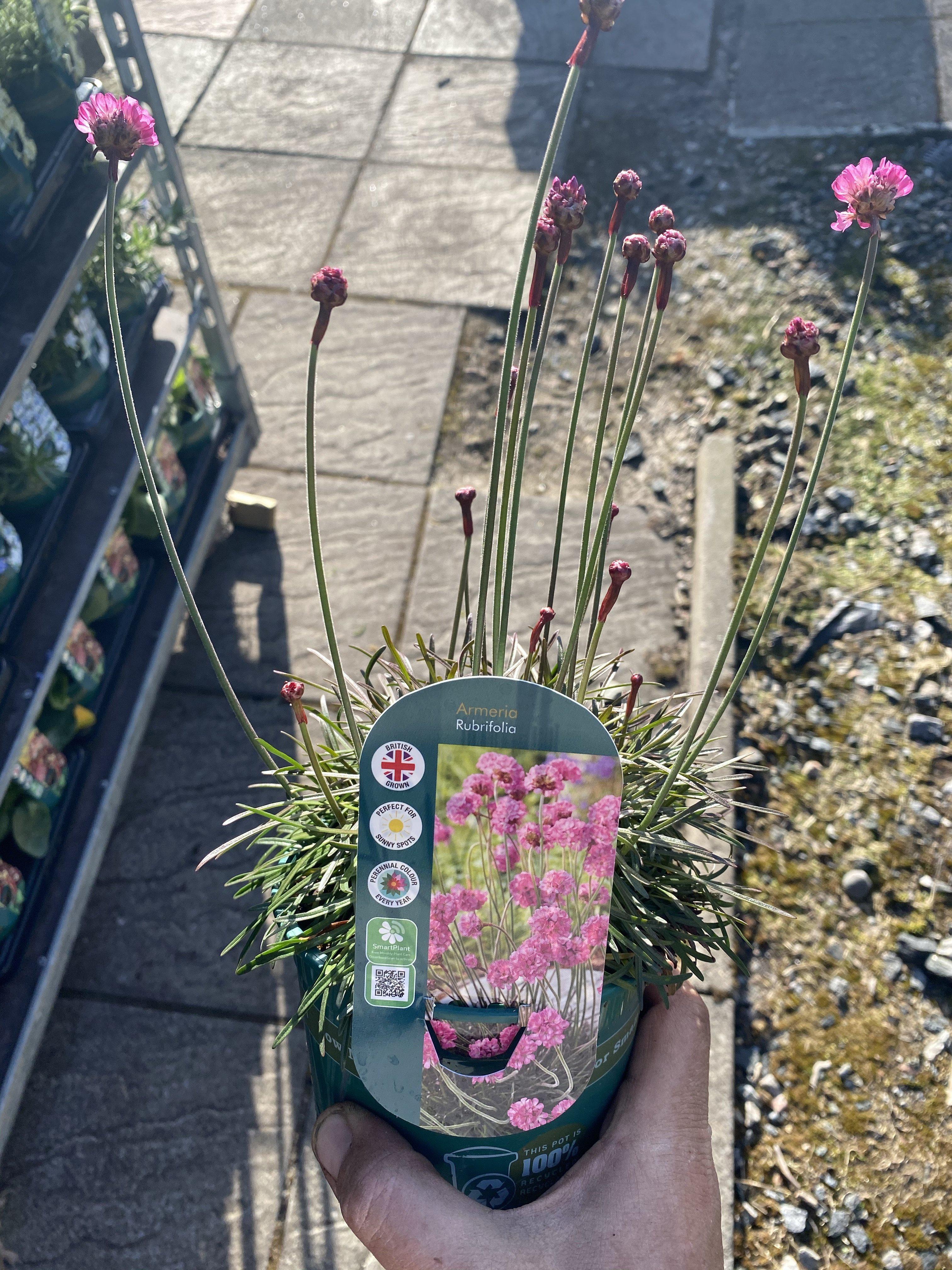 Armeria Rubifolia