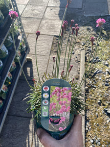 Armeria Rubifolia