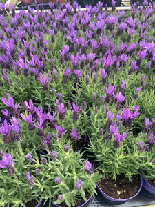 Lavender Stoechas (French Lavender)