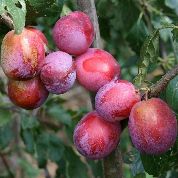 Victoria Plum Tree