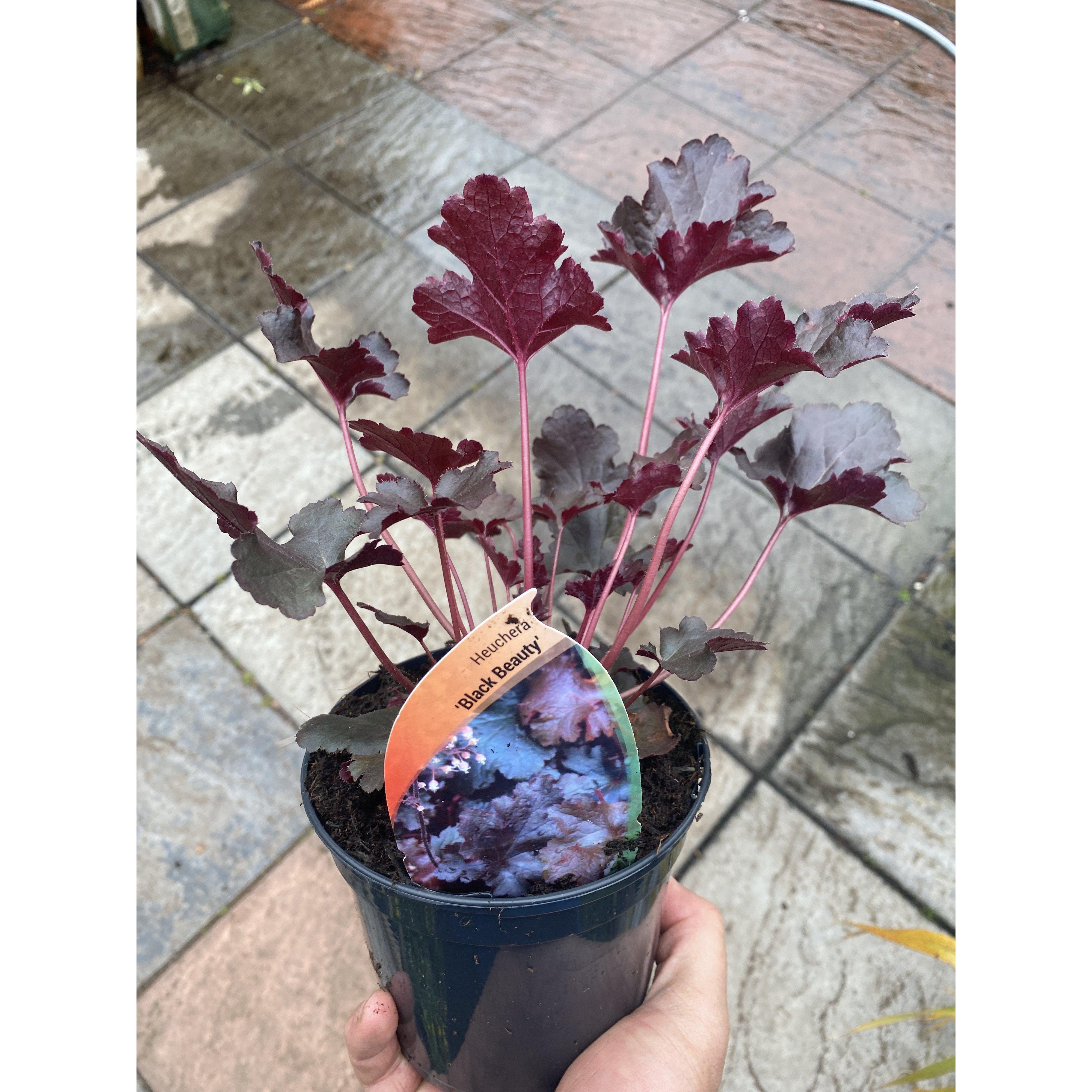 Heuchera Black Beauty