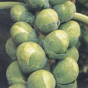 Brussels Sprouts Bosworth