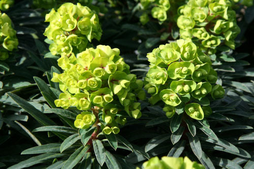 Euphorbia Red Wing