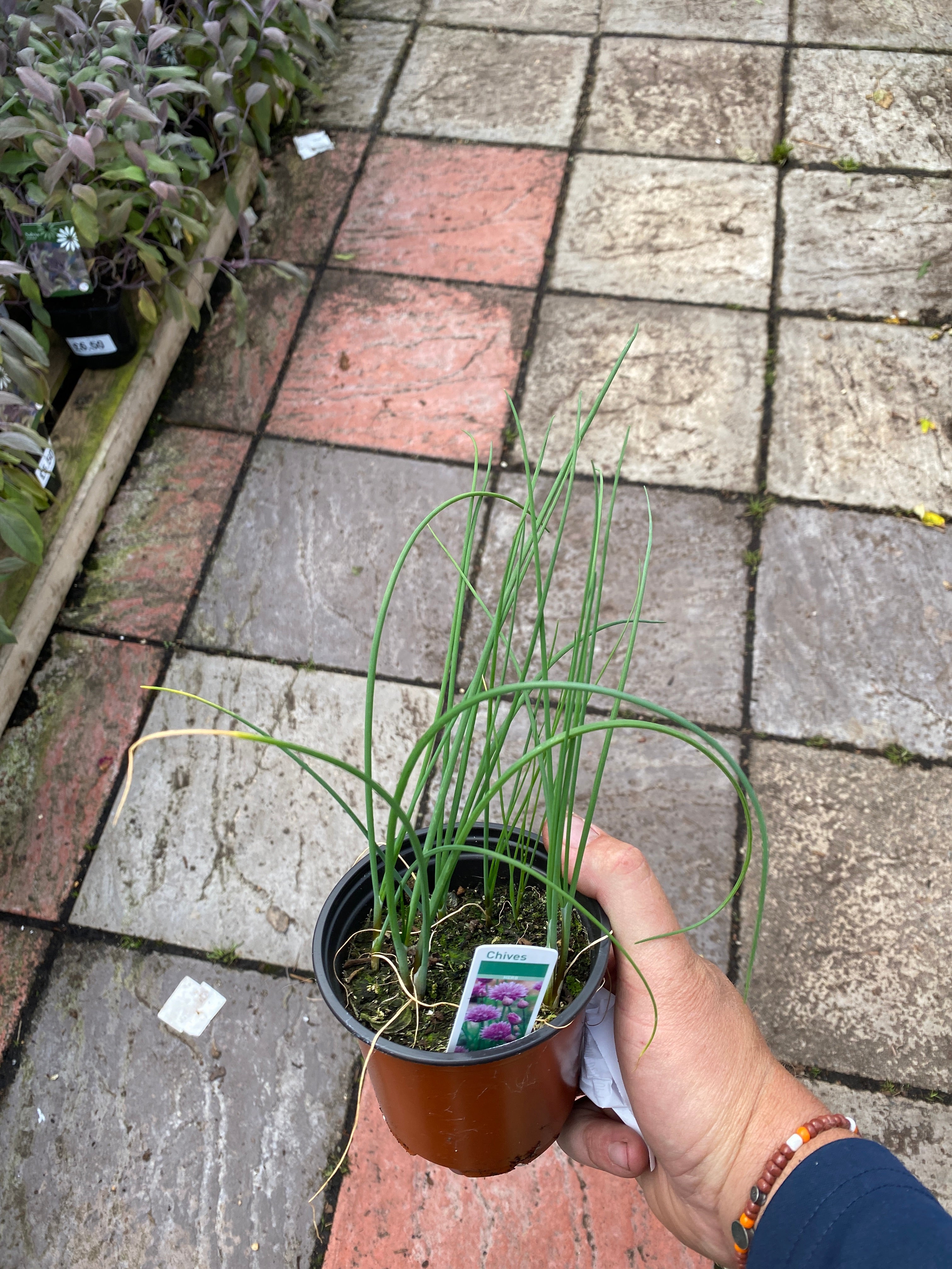 Chives