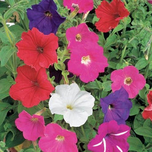 Petunia Mixed