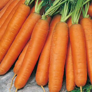 Carrot Nantes 2