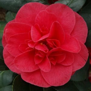 Camellia Lady Campbell