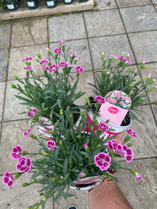 Dianthus Pink Kisses