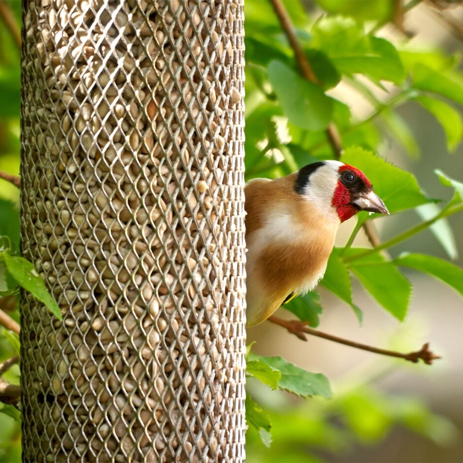 Peckish All Weather Sunflower Heart Feeder