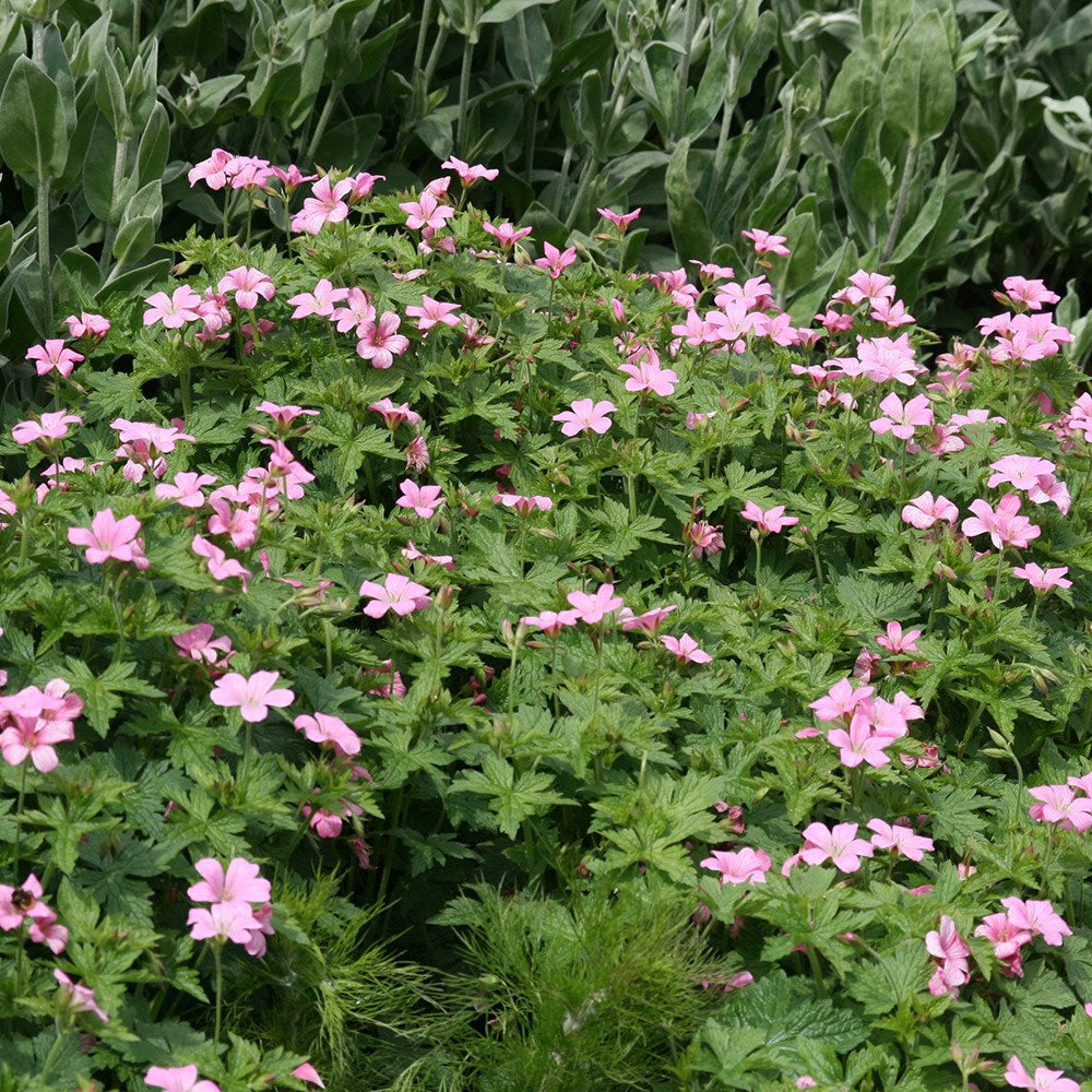 Geranium Wargrave Pink