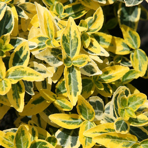 Euonymus Emerald 'n' Gold