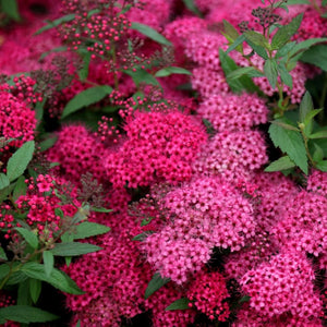 Spiraea Anthony Waterer