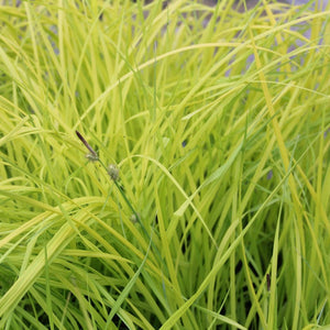 Carex Elata Aurea