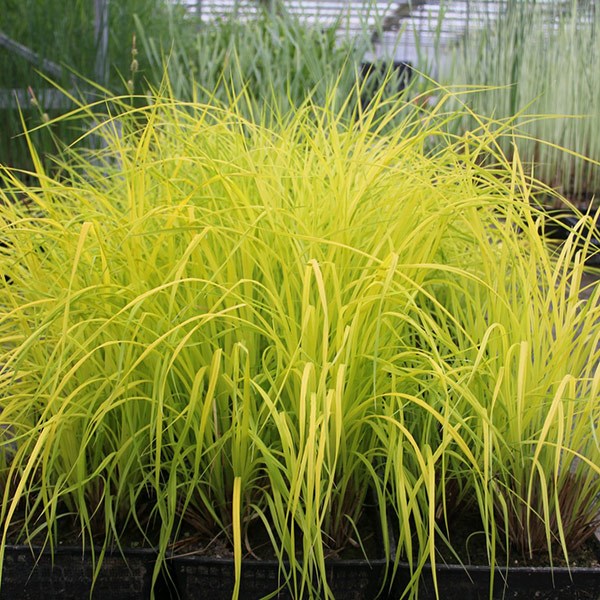 Carex Elata Aurea