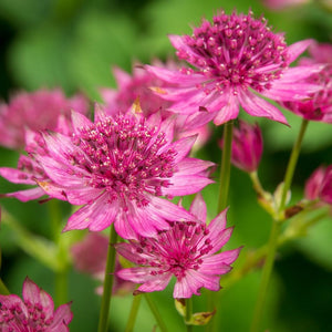 Astrantia Roma