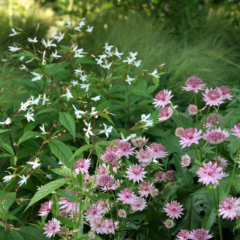 Astrantia Roma