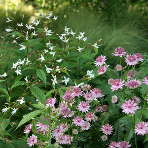 Astrantia Roma