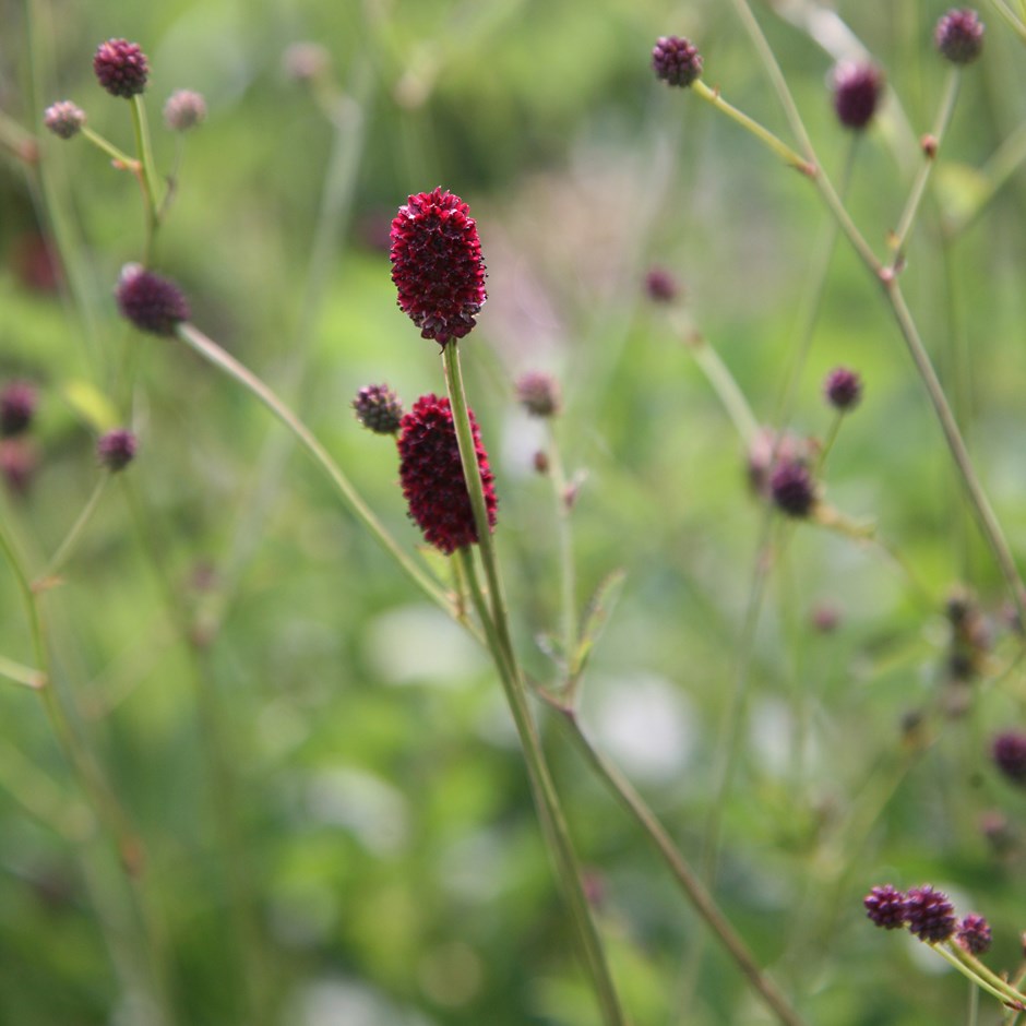 Sanguisorba Tanna