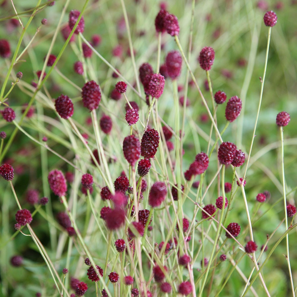 Sanguisorba Tanna