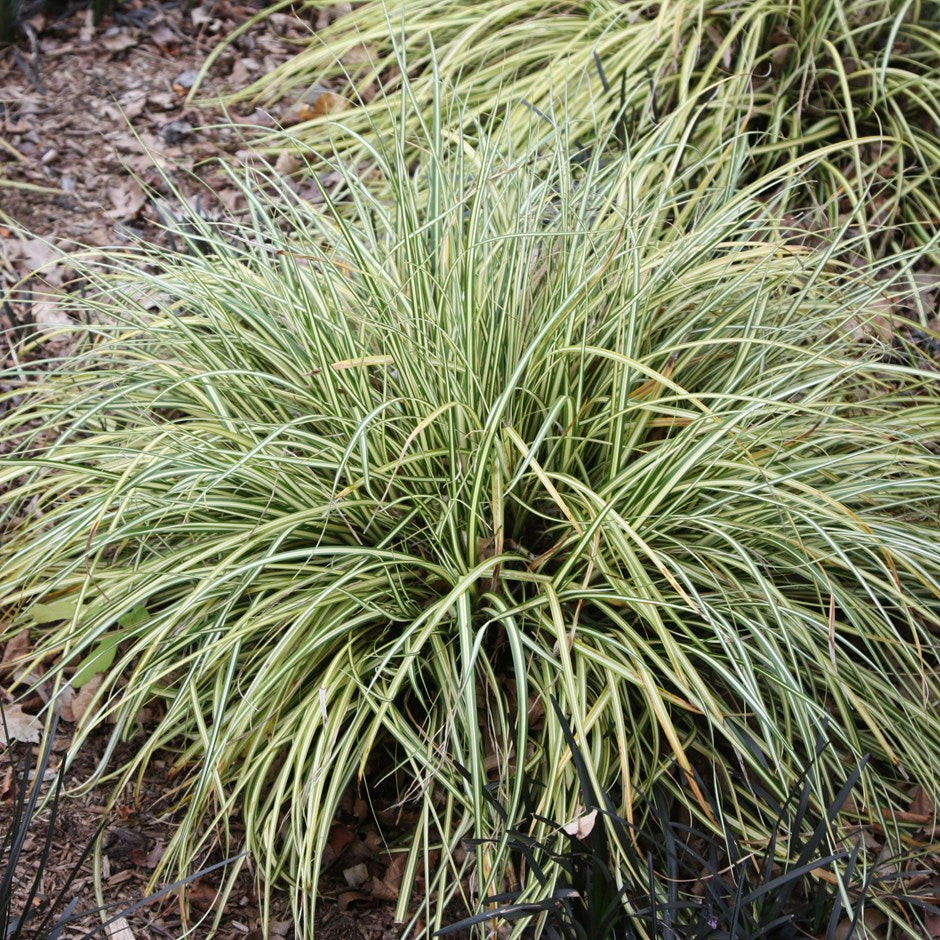 Carex Evergold