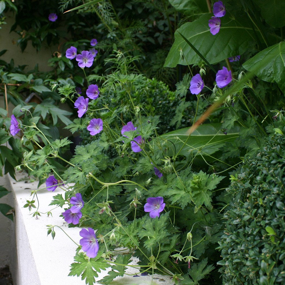 Geranium Roxanne