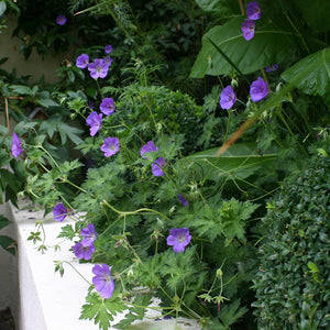 Geranium Roxanne