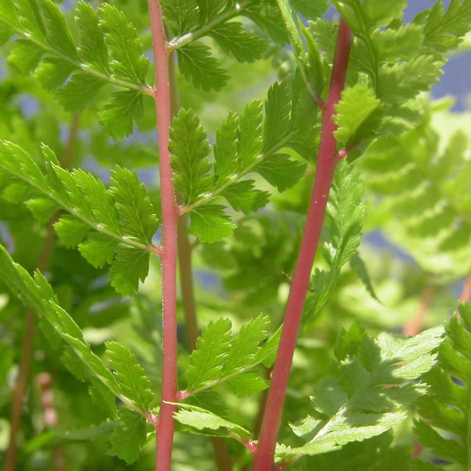 Athyrium filix-femina Lady in Red