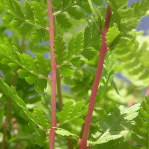 Athyrium filix-femina Lady in Red