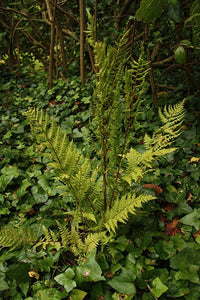 Athyrium filix-femina Lady in Red