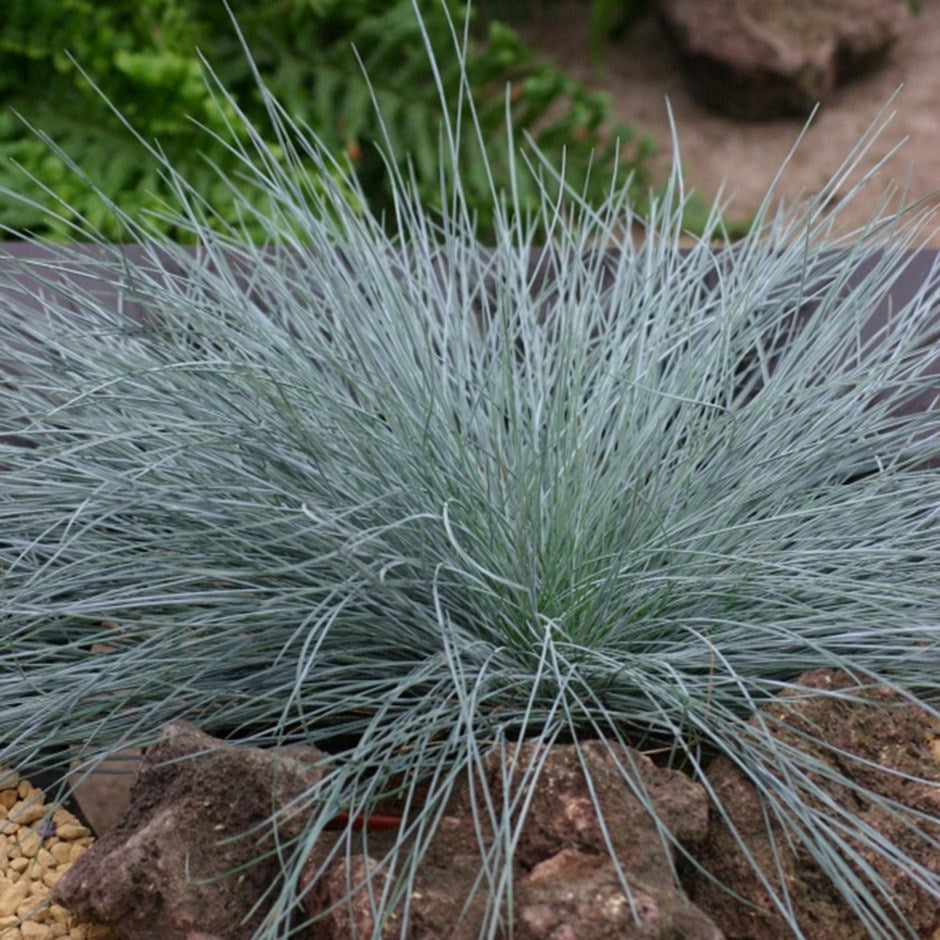 Festuca glauca Intense Blue