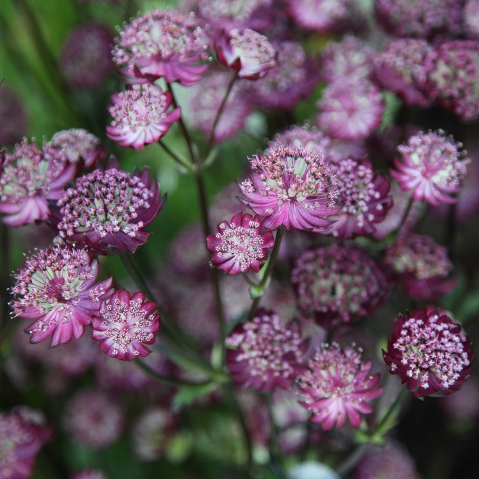 Astrantia Moulin Rouge